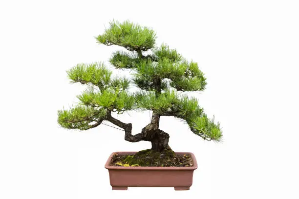 green pine bonsai isolated on white background