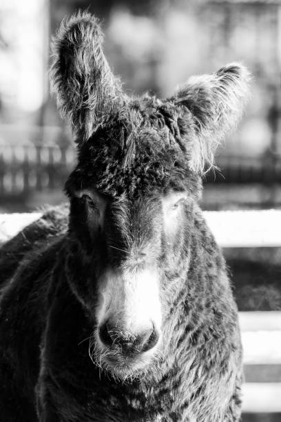 istock A donkey outside with beautiful light, black and white 1028698724