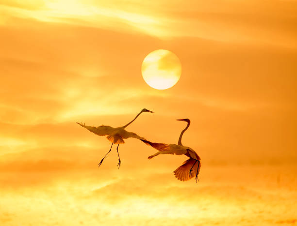 egrets grać w waterland - waterland zdjęcia i obrazy z banku zdjęć