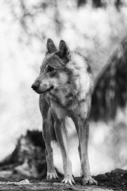 istock A wolf stands and observes, black and white 1028699144