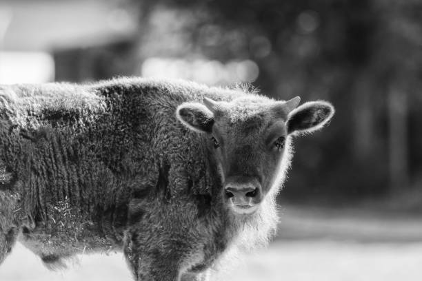 istock A wisent out in the meadow, black and white 1028699194