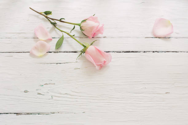 istock pink roses on white wooden background 1028702696