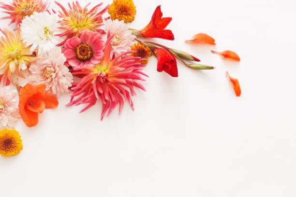 istock autumn flowers on white background 1028702866
