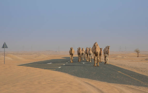 istock Dromedary camels walking in a desert 1028703384