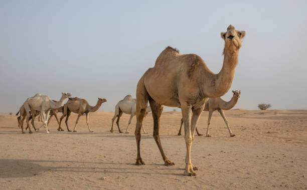 istock Dromedary camels walking in a desert 1028703394