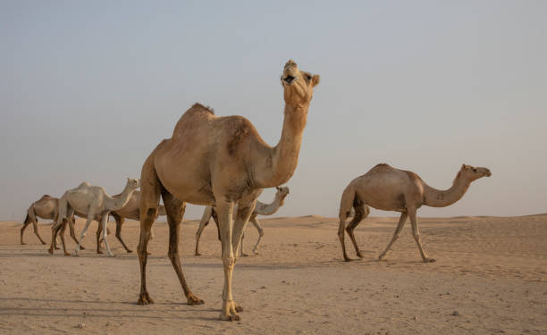 istock Dromedary camels walking in a desert 1028703406