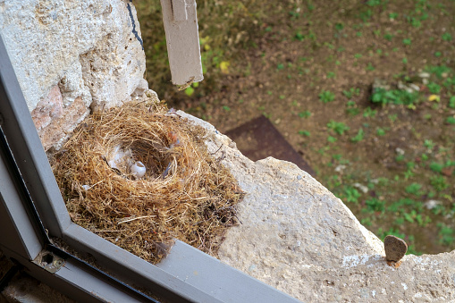 An empty bird nest with one opened egg hidden in between the shutters and window upstairs in a French farmhouse