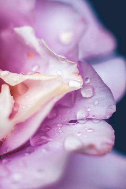 istock Extremal close-up of rose 1028707004
