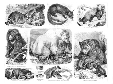 Polar brown bear racoon illustration with german text
Original edition from my own archives
Source : Brockhaus Konversationslexikon 1882