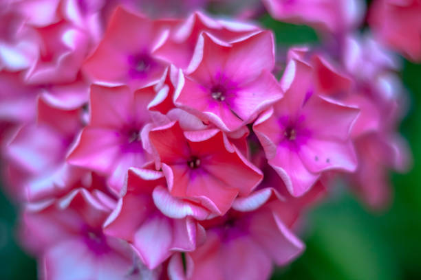 Close-up of pink Phlox flowers