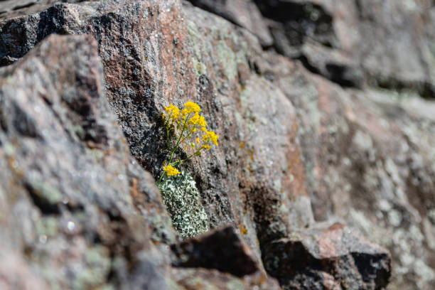 istock beautiful small yellow wildflowers growing on rocks 1028710390