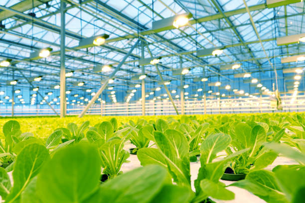 istock Growing cucumbers in a greenhouse. 1028710554