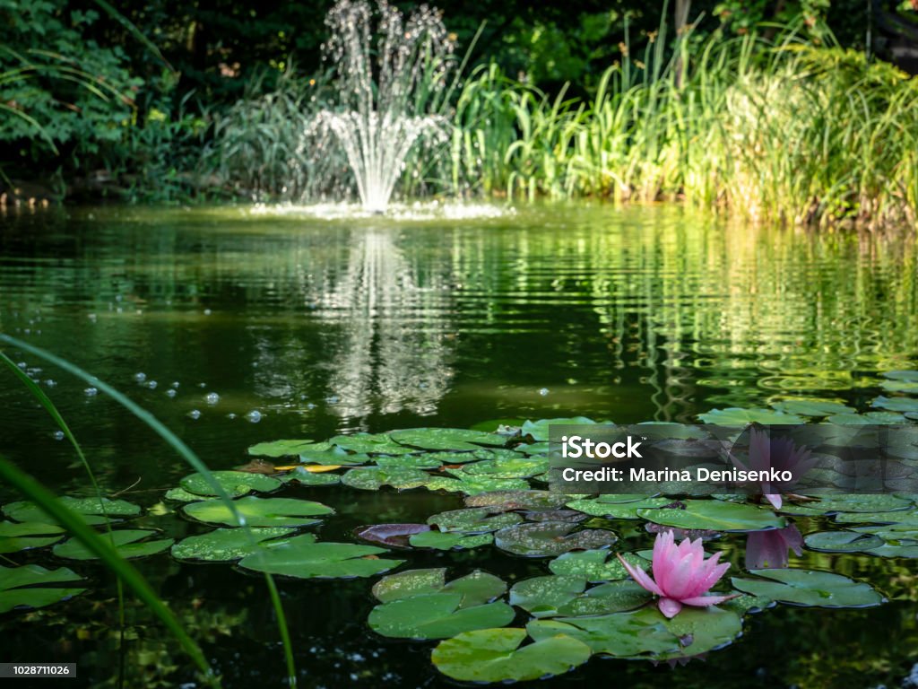 Deux roses nénuphars « Marliacea Rosea » au premier plan de l’étang. Fontaine cascade floue en arrière plan. Journée ensoleillée. - Photo de Étang libre de droits