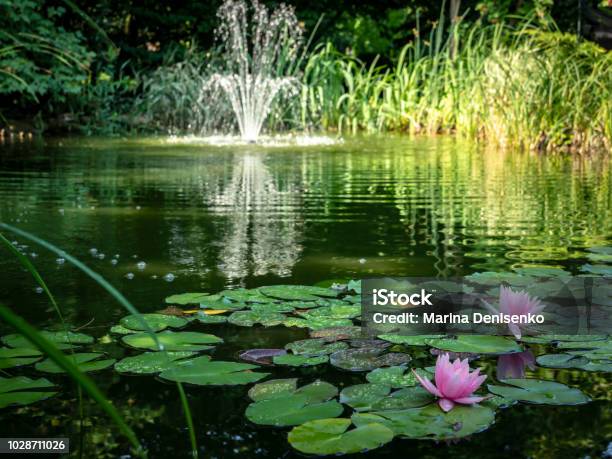 Photo libre de droit de Deux Roses Nénuphars  marliacea Rosea  Au Premier Plan De Létang Fontaine Cascade Floue En Arrière Plan Journée Ensoleillée banque d'images et plus d'images libres de droit de Étang