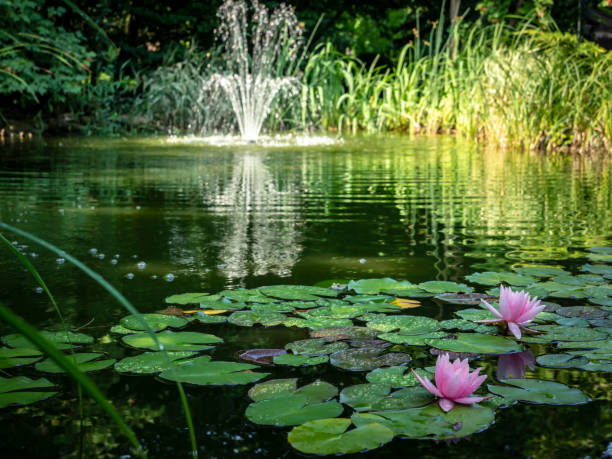 Two pink water lilies 'Marliacea Rosea'  in the foreground of the pond. Blurred cascade fountain in the background. Sunny day. Two pink water lilies 'Marliacea Rosea'  in the foreground of the pond. Blurred cascade fountain in the background. Sunny day. pond fountains stock pictures, royalty-free photos & images