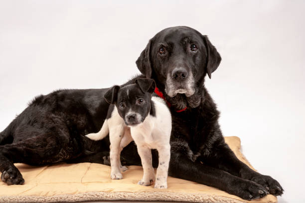 高齢者の黒のラブラドール犬と彼女の新しい 3 か月の古いジャック ラッセル子犬友人をクロスします。 - bitch ストックフォトと画像