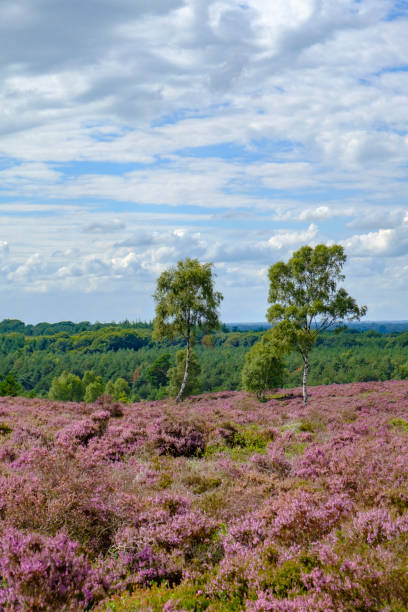 istock Blossoming Heather plants in a heathland nature reserve in summer 1028714190