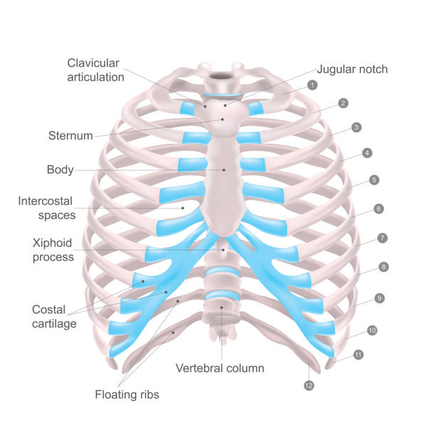 Thoracic Cage, Anatomy body Human. Thoracic cage is made up of bones and cartilage along, It consists of the 12 pairs of ribs with their costal cartilages and the sternum. Illustration human bones. sternum stock illustrations