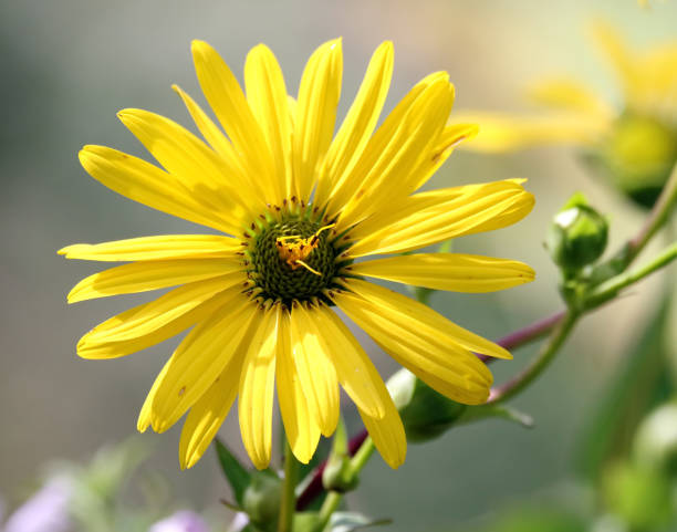 istock End of Summer Flower 1028714748