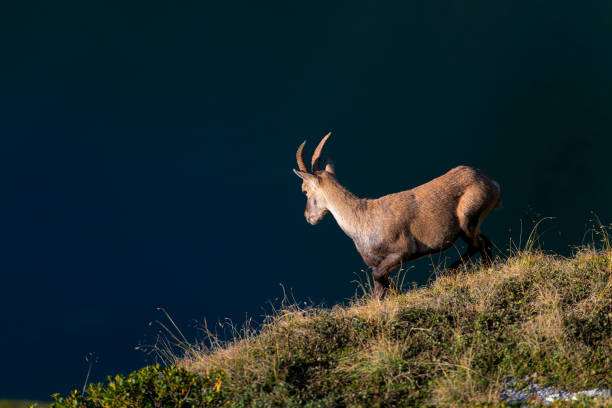 istock Ibex in a meadow above an alpine pond 1028715120