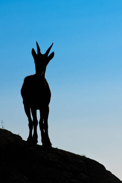 istock Ibex in silhouette looks far in the sky 1028715136