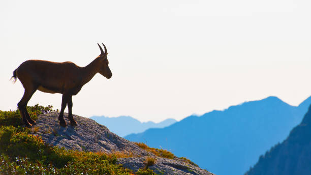 istock Ibex looks at the mountains from a top 1028715164