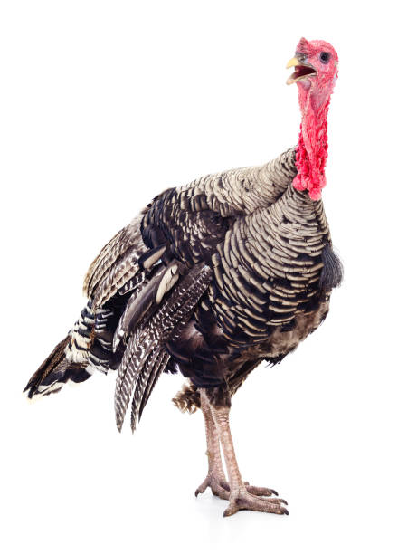 Dark turkey isolated Dark turkey isolated on a white background turkey bird stock pictures, royalty-free photos & images