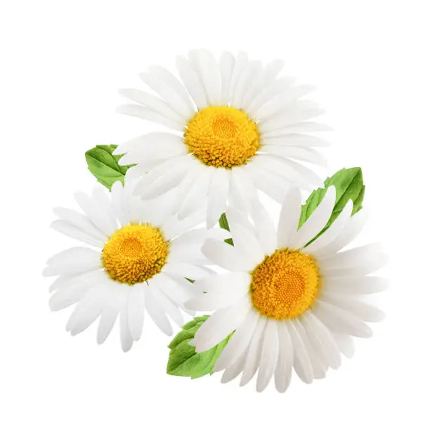 Photo of Chamomile flowers with mint leaves composition isolated on white background