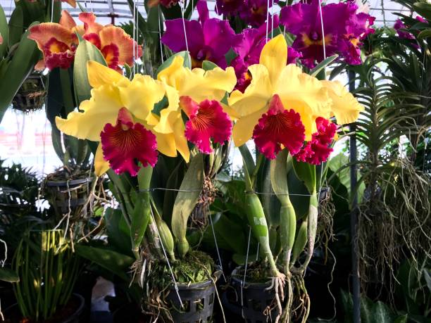 istock Colorful orchid flower blooming 1028723690