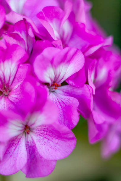istock macrophotography of pink flowers Geranium 1028723698