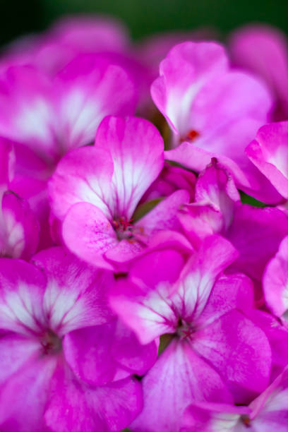 istock macrophotography of pink flowers Geranium 1028723714