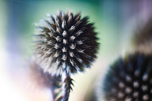 close-up of flowers thorns