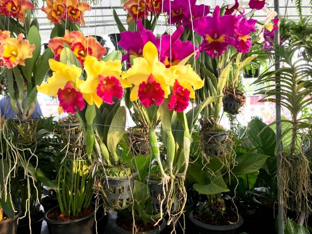 istock Colorful orchid flower blooming 1028723796