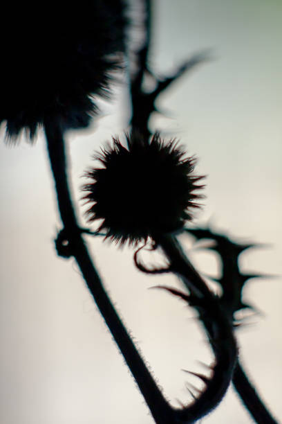 istock close-up of flowers thorns 1028723912