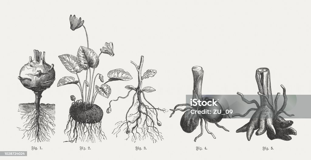 Tuberous plants, wood engravings, published in 1897 Tuberous plants: 1) Turnip cabbage; 2) Cyclamen; 3) Potato; 4-5) Orchis tubers. Wood engravings, published in 1897. Root stock illustration