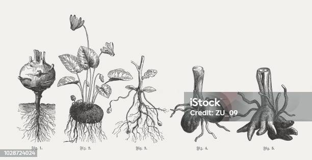 Tuberous Plants Wood Engravings Published In 1897 Stock Illustration - Download Image Now