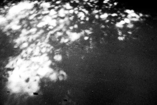 istock Dance of Shade 1028724502