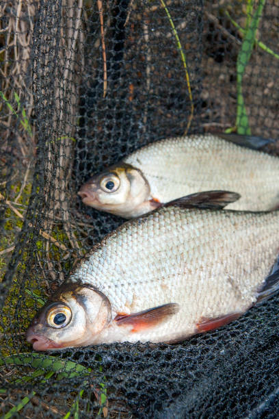 istock Two freshwater fish white bream or silver fish on black fishing net. 1028732432