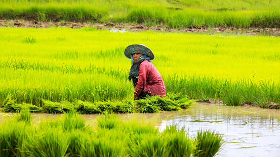 Capture of mature thai farmer woman in rice field in north Thailand. Scene is in a rice field near Khonkhaen.