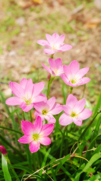 fiore di giglio zefiranthe rosa in un giardino. - zephyranthes lily foto e immagini stock