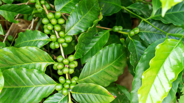 istock Green arabica coffee bean in a garden. 1028736624