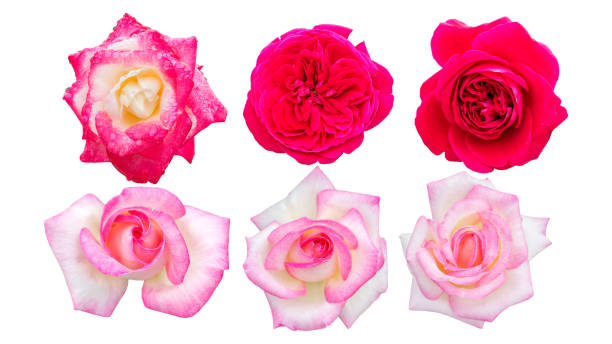 istock Pink roses isolated on a white background. 1028736736