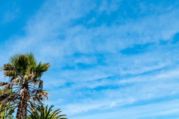 Sub Tropical Palm Trees at St. Ives, Cornwall south west England on a sunny June day.