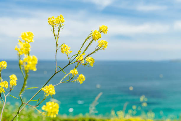Bright Yellow wild flowers at the coast, St. Ives, Cornwall on a sunny June day.