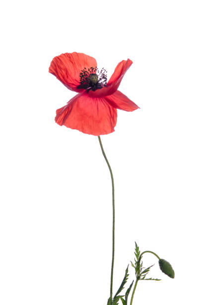 istock Beautiful red poppy isolated on white background 1028754232