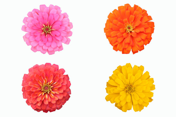 istock Zinnias flower 1028757886