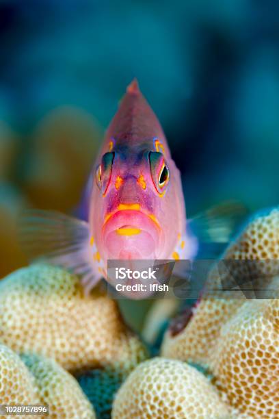 Arceye Hawkfish Paracirrhites Arcatus Looking Out From His Coral Seat Big Island Hawaii Stock Photo - Download Image Now