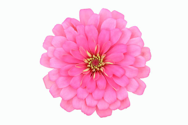 istock Zinnias flower 1028758164