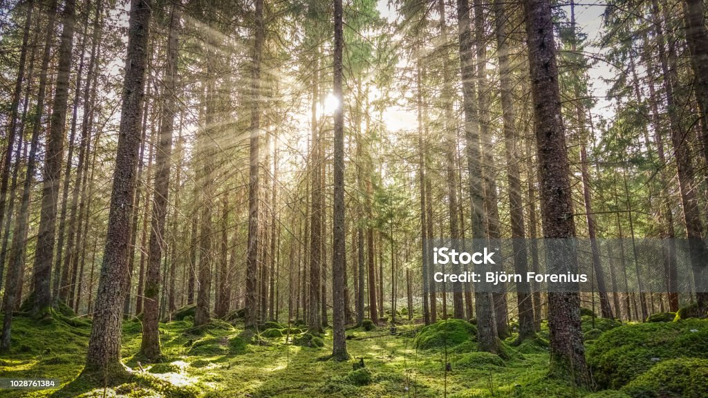 Mossy green forest Cozy mossy green forest with warm back-light in the sunset. Forest Stock Photo
