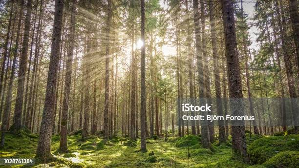 Mossy Green Forest Stock Photo - Download Image Now - Forest, Sweden, Pine Tree